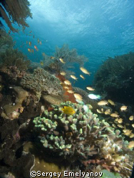 reef life
 by Sergey Emelyanov 